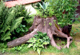 Stary korzeń - nowe życie. Obsadzony przeróżnymi roślinami zielonymi, jest dobrym drapakiem dla kotów :)