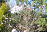 Amelka przy pięknie kwitnącej magnolii.