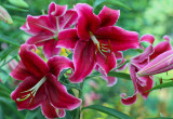 Ciemnoczerwone kwiaty nowej orientalnej odmiany Cupido