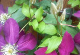 Clematis wypasiony