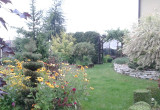 Cudowne rudbekie i bukszpany królują w moim ogrodzie.