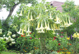 Datura czyli bieluń – anielskie trąby
Piękne rośliny o dużych efektownych  pachnących kwiatach, lubią dużo wody i nawozy azotowe.
