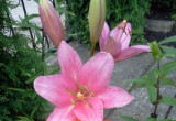Lilie ogrodowe w lipcu .