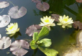 Lilie wodne w czerwcu.