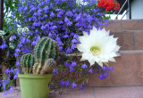 lobelia i kwitnący kaktus