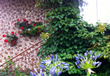 Ogród od frontu- w tle piękna hortensja pnąca zdobiąca front domu.