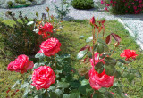 piękne czerwone róże, co roku zachwycają swoją urodą 