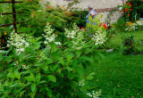 Południowa część ogrodu, na pirwszym planie hortensja jedna z ulubionych roslin właścicielki, która krząta się w tle.