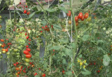 Pomidorki Cherry Roma w szklarni w pełni dojrzewania.
