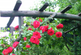 róża wita gości