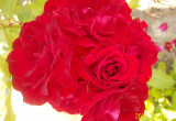 Róże...pomimo kolców należą do moich ulubionych...ta czerwona kusi cudownym zapachem...