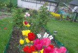 Tulipany, narcyzy, szafirki,jako pierwsze wprowadzają wiosnę do mojego ogródka, cieszą swą barwą i zapachem, zarówno mnie jak i moje dzieci...
