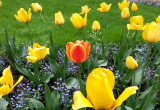 Tulipany w kompozycji