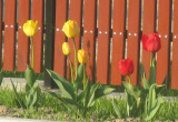Tulipany w różnych kolorach wyglądają przepięknie