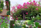 W ogrodzie stoją także 3 pergole porośnięte różami. Róże również ozdabiają obydwie boczne strony ogrodu. Jest róznież clemantis, który zajął jeden bok altany.