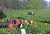 Wiosna w ogrodzie- czyli tulipany królują 