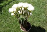 15nasto kwiatowy kaktus