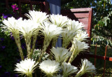 15nasto kwiatowy kaktus