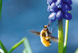 Bu­jan­ki są mu­chów­ka­mi, któ­re przy­sto­so­wa­ły się wyłącz­nie do po­bie­ra­nia nek­ta­ru