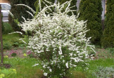 Krzew o białych kwiatkach
