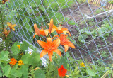 lilia pomarańczowa rośnie wśród kolorowych nasturcji.