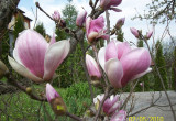 Magnolia w kolorze rożowym