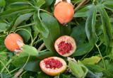 Męczennica zawiązuje owoce w postaci jagody, we wnętrzu której znajdują się nasiona otoczone galaretowatymi osnówkami. Owoce męczennicy jadalnej nazywamy marakują