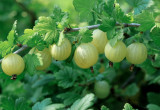 Owoce agrestu zawierają cenne przeciwutleniacze