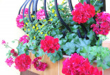 Pelargonia to idealny kwiat na tarasy i balkony 