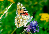 Piękne ubar­wienie do­sko­na­le współ­gra­ją­ce z prze­py­chem ko­lo­ro­stycz­nym kwia­tów to do­me­na mo­ty­li dzien­nych