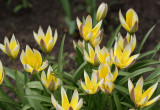 Pierwszymi zwiastunami wiosny są przepiękne tulipany botaniczne.