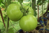 pomidory malinowe /lipiec