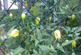 Powojnik Tangucki- latem i jesienią pojawiają się latarenkowate kwiaty