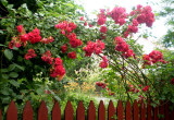 Przed samym domem pięknie kwitną ukochane róże prababci Zosi
