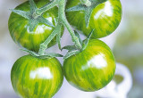 Te intrygujące owoce to niedojrzałe pomidory odmiany Zebra