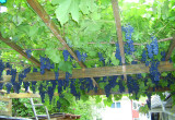 To sa te inne winogrona z podworka, bajecznie niebieskie i pyszne