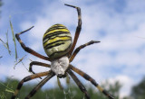 Tygrzyk paskowany  – gatunek pająka sieciowego z rodziny krzyżakowatych. W przeszłości był  objęty ochroną prawną w Polsce, a u mnie gości wśród iglaków.