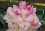W kwietniu i maju królują rododendrony i azalie.