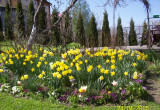 Wiosenna rabata - żonkile, pierwiosnki, tulipany
