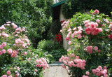 Bujnie kwitnące róże zapraszają do spaceru po ogrodzie