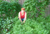 Ekologiczny ogródek warzywny- pietruszka i marchewka