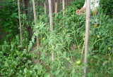 Ekologiczny ogródek warzywny - pomidory