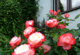Jedna z ponad siedemdziesięciu kwitnących w tym ogrodzie róż - Nostalgia