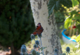 Piękny motyl na Eryngium (Mikołajku płaskolistnym)