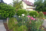 rabata różana też gości w naszym wiejskim ogrodzie u podnóża pięknie rozłożystych katalp  
