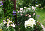 Róża Eifelzauber w towarzystwie clematisów, lawendy oraz lilii.