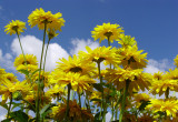 Słoneczne kwiaty ogrodu na tle błękitnego nieba