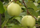 smaczne jabłka z własnego sadu 