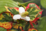 Hutujnia sercowata odmiana Chameleon ma liście o czerwonych i żółtych przebarwieniach, ma drobne biało-zielone kwiaty