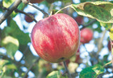 Jabłonie rodzą dorodne owoce.